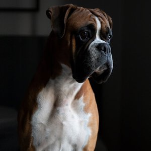 Portrait of a boxer dog gazing thoughtfully in low light, showcasing its pedigree features.