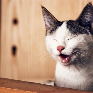 Close-up of a yawning kitten with eyes closed, capturing its playful and adorable expression.