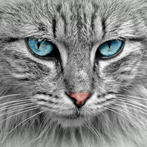 Stunning close-up of a grey cat with mesmerizing blue eyes, highlighting its fur and whiskers.