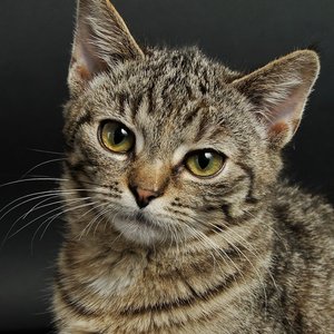 Charming close-up of a young tabby cat with striking eyes and soft fur.