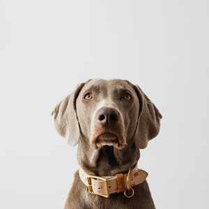 A cute Weimaraner dog posing confidently in a studio shoot.