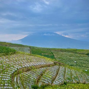 Serene view of tobacco terraces with Mount Sumbing in the background under a dramatic evening sky.
