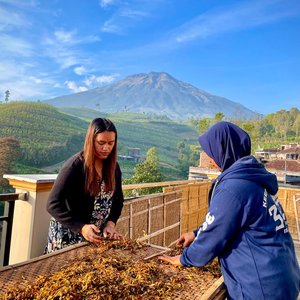 Women drying tobacco leaves on bamboo trays with a majestic mountain view.