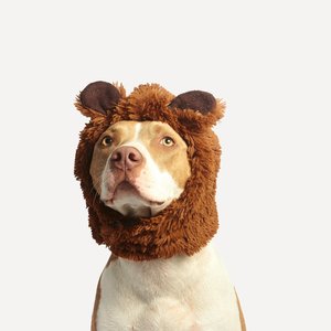 Cute pitbull dog wearing a funny bear headwear, looking upwards against a white studio background.