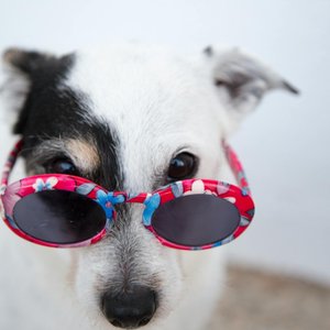 Adorable dog with sunglasses posing outdoors, showcasing a fun canine fashion sense.