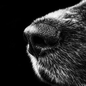 Detailed monochrome close-up of a dog's nose and fur, highlighting texture and contrast.
