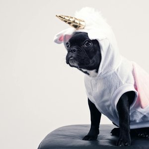 Cute French Bulldog dressed as a unicorn sitting on a leather stool. Perfect for playful pet-themed content.