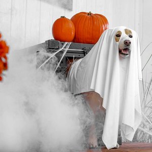 A dog dressed as a ghost poses with pumpkins and flowers, creating a Halloween vibe.