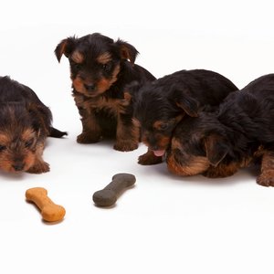 Adorable Yorkshire Terrier puppies interacting with bone-shaped treats in a studio setting.