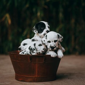 Cute Dalmatian puppies cuddled in a rustic tub, perfect for animal lovers.