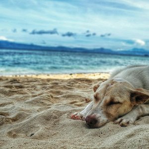 A serene scene of a dog peacefully sleeping on a sandy beach by the ocean in Badian, Philippines.