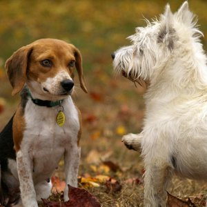 Two playful dogs, a Beagle and West Highland Terrier, among colorful autumn leaves.