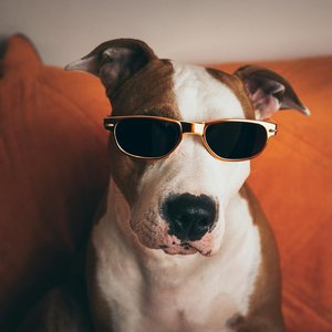 A stylish dog wearing sunglasses poses humorously on an orange couch indoors.