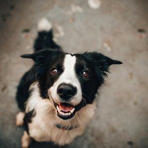 A cheerful Border Collie gazing upwards, capturing a joyful moment of canine charm.