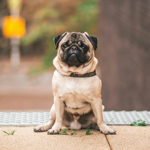 Adorable pug sitting outdoors in Weert, Netherlands, capturing attention with its curious gaze.