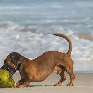 A dachshund plays with a coconut on a sandy beach in Rio de Janeiro, Brazil.