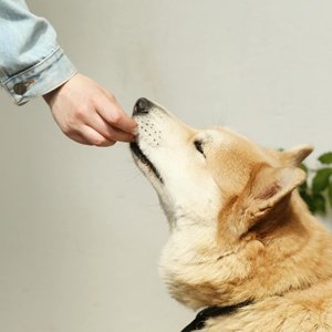 A person in a denim jacket feeds a Shiba Inu dog a treat, showcasing companionship.