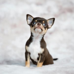 Cute Chihuahua puppy with a brown and white coat, sitting indoors on a fluffy background.