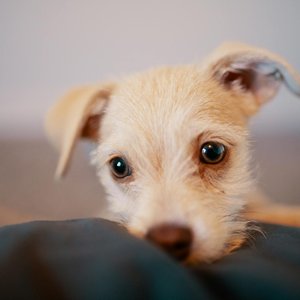 Close-up portrait of an adorable Jack Russell Terrier puppy with cute, curious eyes.