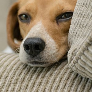 Close-up of a cute beagle lying on a couch, perfect for dog lovers.