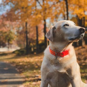 Adorable Labrador in a vibrant autumn setting with colorful fall leaves.