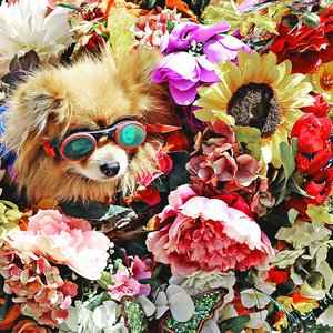 A cute dog wearing goggles nestled in a vibrant floral arrangement brings joy and color.