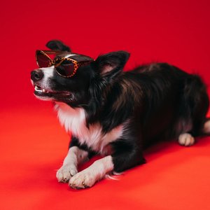 Cute Border Collie dog wearing sunglasses on a vivid red background during a studio photo shoot.