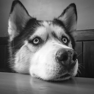 Black and white portrait of a Siberian Husky resting its head on a table.