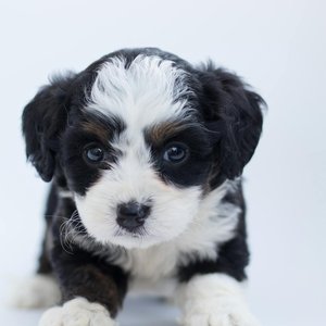 Close-up of a cute Bernedoodle puppy with fluffy fur in a studio setting.