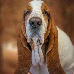 Charming close-up photo of a Basset Hound dog with expressive eyes and droopy ears.