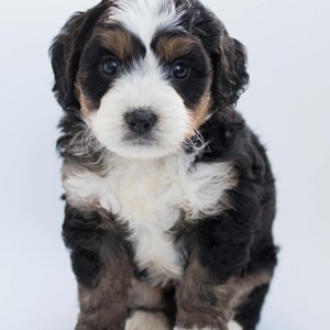 Cute Bernedoodle puppy sitting on a white background in a studio setting.