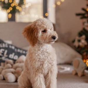 Cute fluffy dog sitting on a sofa indoors with warm Christmas decorations.
