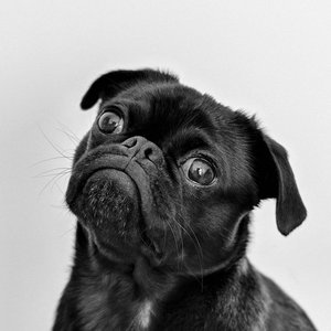 Captivating portrait of a black pug gazing curiously, captured in monochrome.