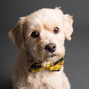 Charming small dog wearing a yellow checkered bowtie, posing indoors.