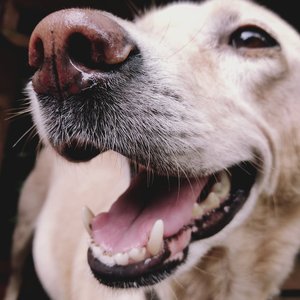 Adorable close-up of a happy golden retriever with its tongue out.