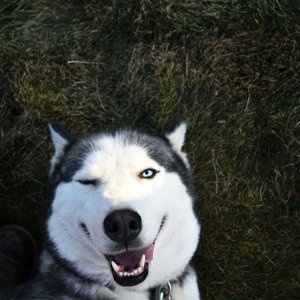 A playful Siberian Husky winking and lying down on grass, radiating joy.