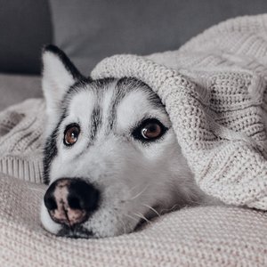 A cozy Siberian Husky wrapped in a knitted blanket for a warm and comfy vibe.