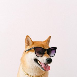 A cool Shiba Inu dog with sunglasses and a gold chain, showcasing a playful attitude.