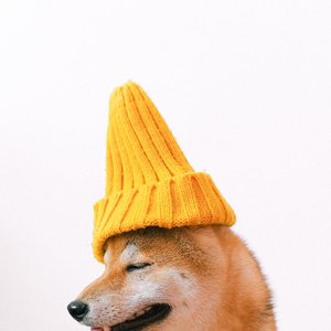 Adorable Shiba Inu dog wearing a yellow knit hat. Perfect for pet photography collections.
