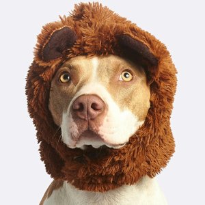 Charming close-up of a pitbull in a fun furry hat, showing a playful and adorable expression.