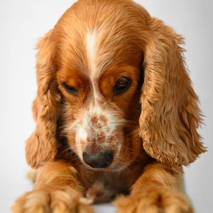 Adorable Cocker Spaniel puppy lying down against a white backdrop, showcasing its soft, wavy ears.