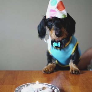 Adorable dog wearing a party hat sitting by birthday treats on a table.