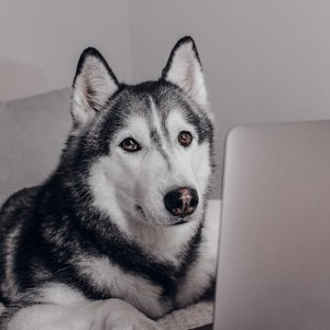 Adorable Husky dog sitting indoors, engaged with a laptop at home.