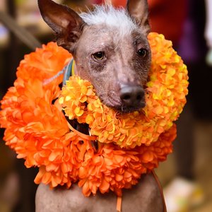 Xoloitzcuintli adorned with an orange marigold garland celebrating Dia de Muertos.