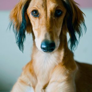 Adorable Saluki dog with a calm expression, looking directly at the camera in an indoor setting.