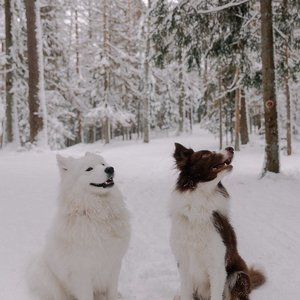 Two dogs sitting in a snowy forest, surrounded by winter trees, showcasing a serene pet scene.