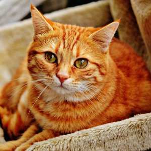Close-up of a relaxed ginger tabby cat with striking green eyes on a soft blanket.