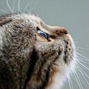 Detailed close-up of a tabby cat looking upwards, capturing its whiskers and fur texture.