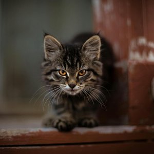 Adorable tabby kitten with striking eyes sitting on a wooden porch, perfect for pet lovers.