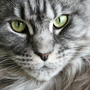 Detailed close-up of a grey Maine Coon cat's face showcasing its expressive eyes and fluffy fur.